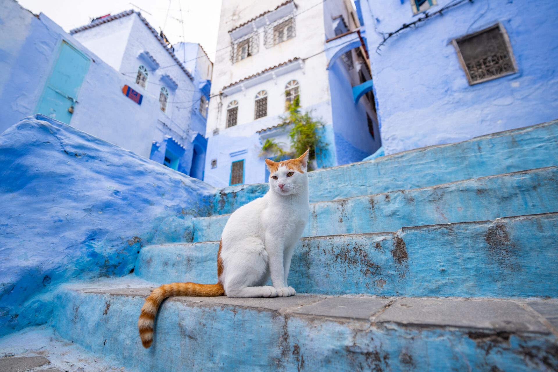 cats of Chefchaouen