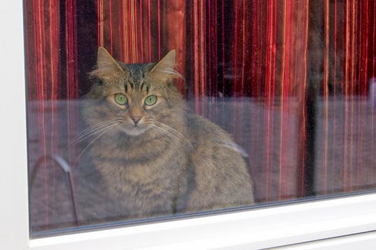 katten in Zaventem