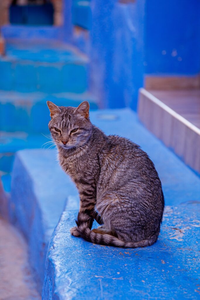 Chefchaouen cat