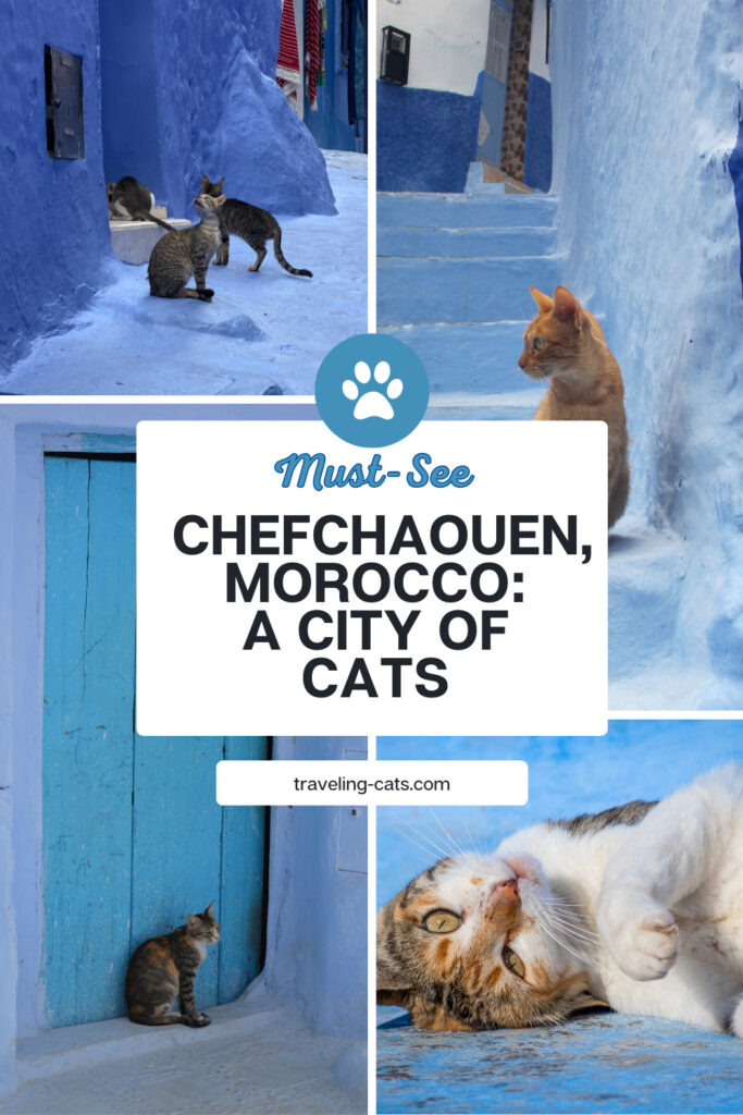 Chefchaouen cats