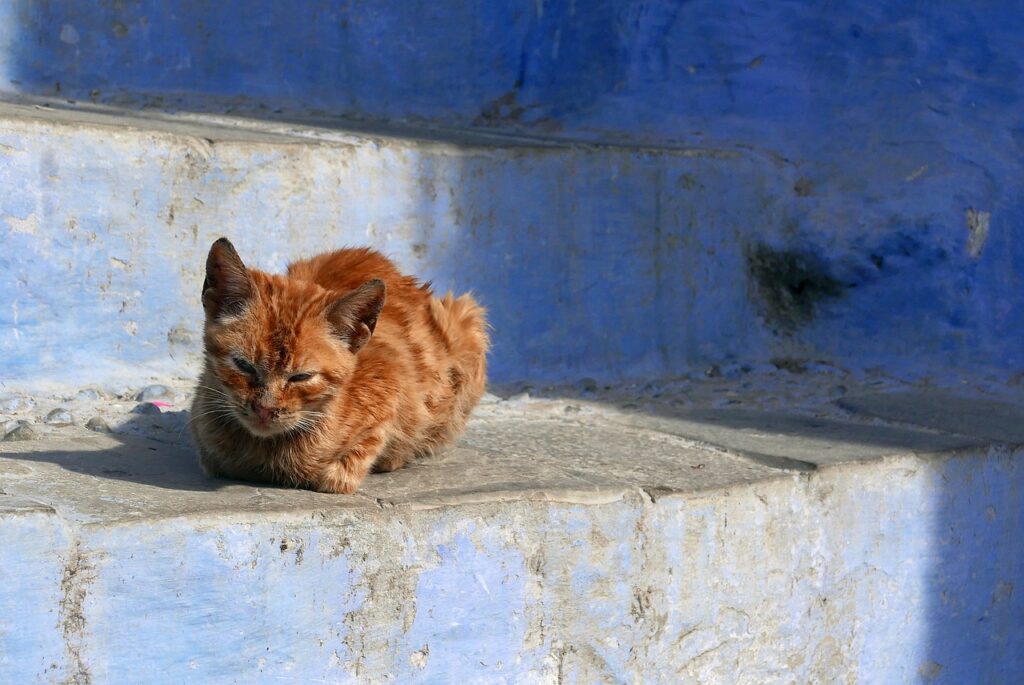 Chefchaouen cats