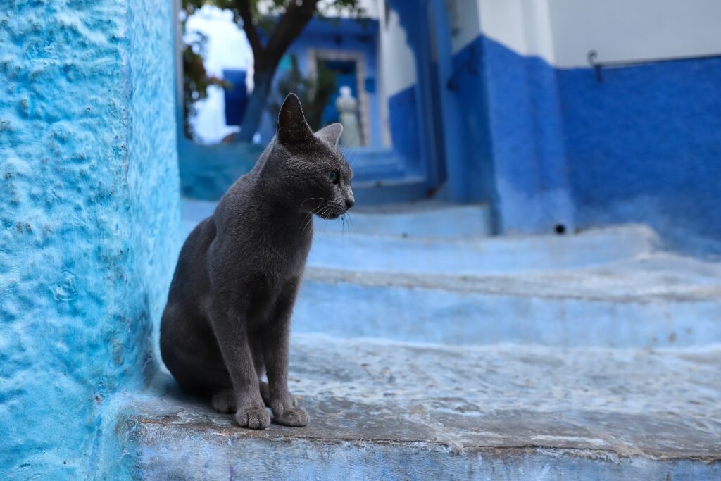 Chefchaouen cats