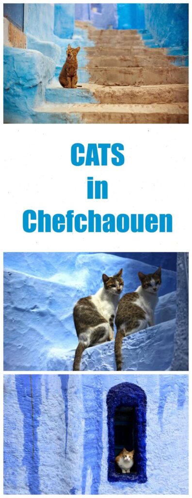 Chefchaouen cats destination