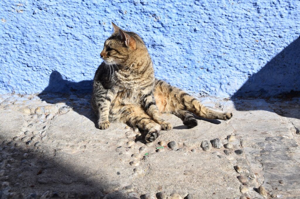 Chefchaouen Morocco cats