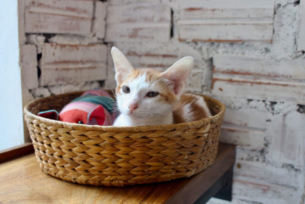 cute kitten