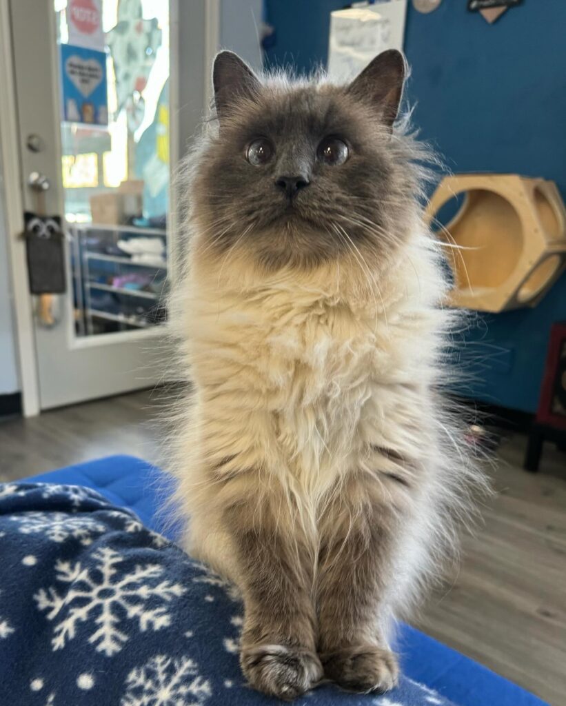 Eugene Springfield Cat Cafe