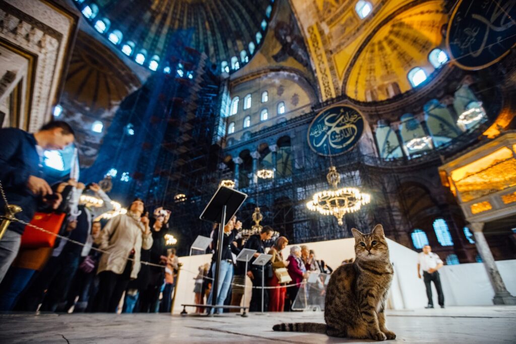 Hagia Sophia cat