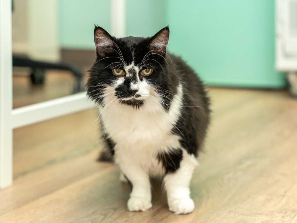 Kirkland cat cafe