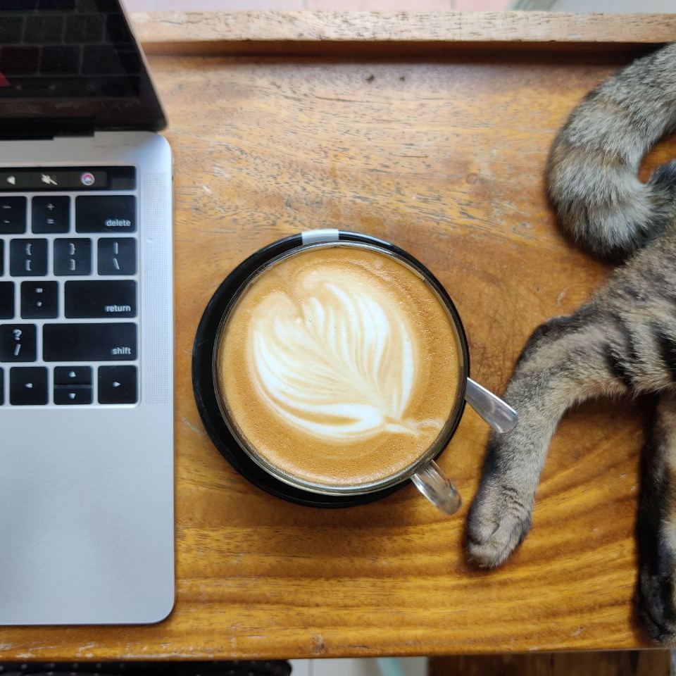 laptop cat coffee