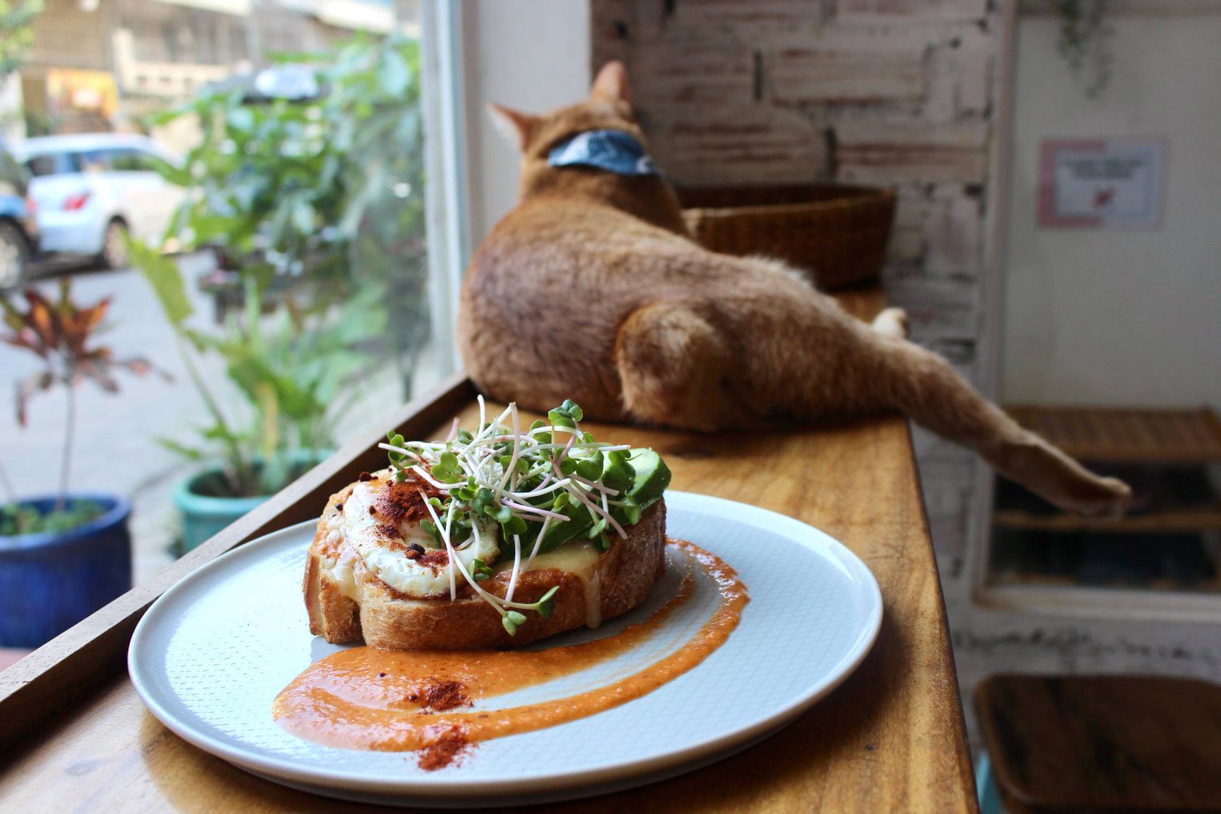 Ministry of Cat café in Phnom Penh, Cambodia