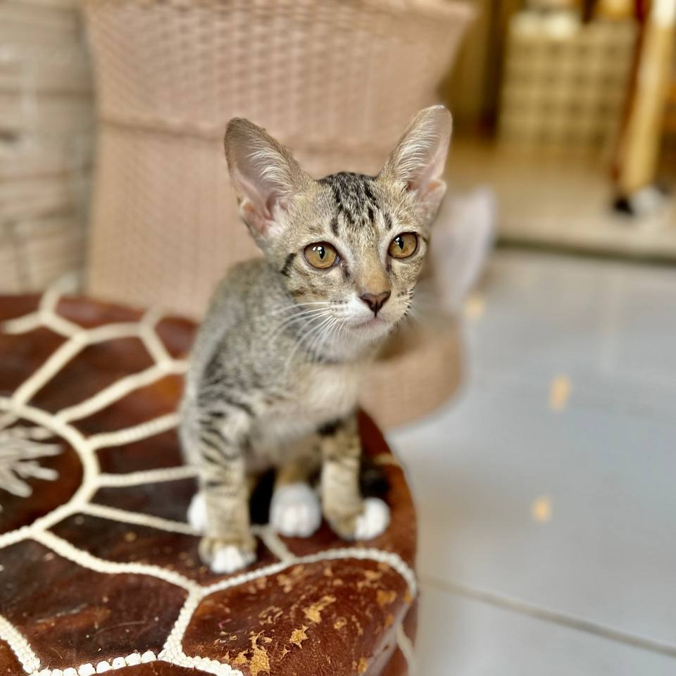 Cute kitten at Ministry of Cat