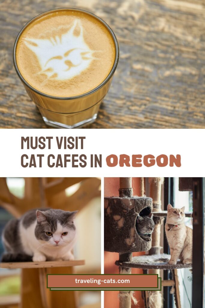 must-visit cat cafes in Oregon