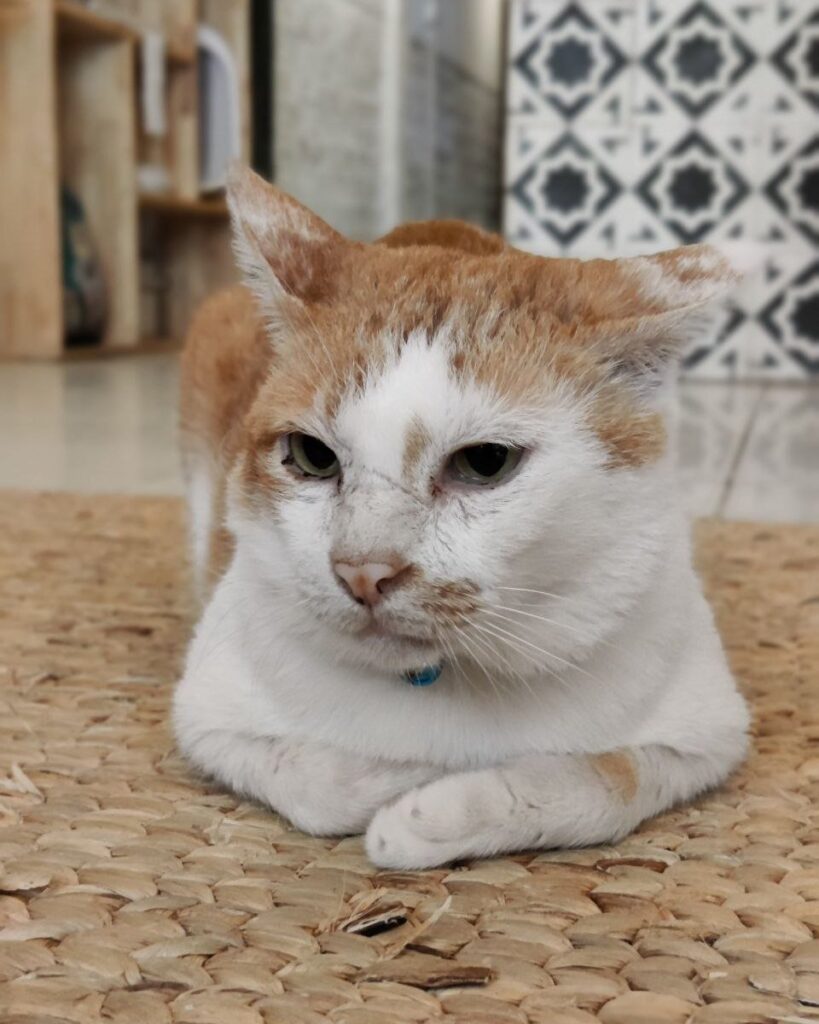 old cat at the rescue center