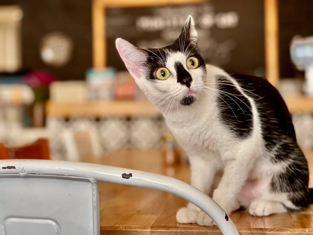 purr-fect cat café