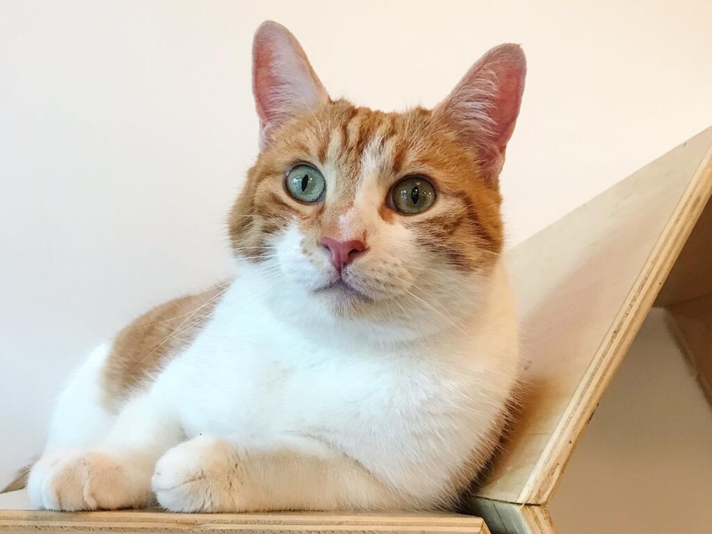 Purrington Cat Lounge in Portland