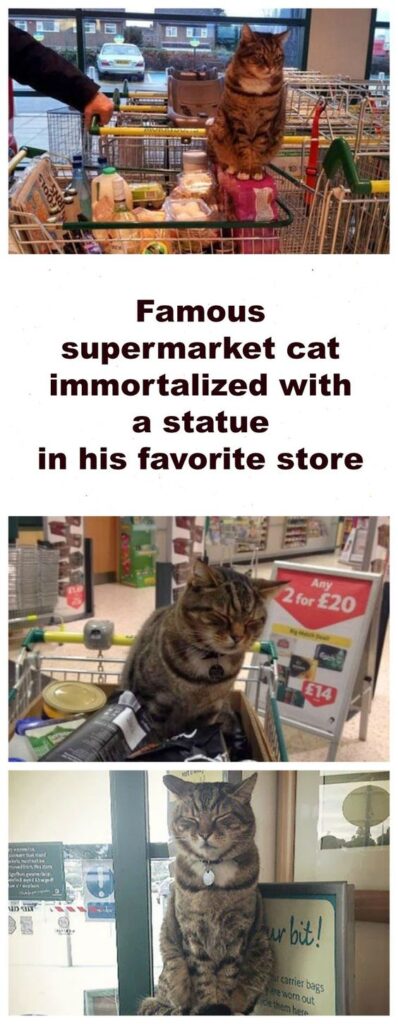 supermarket cat