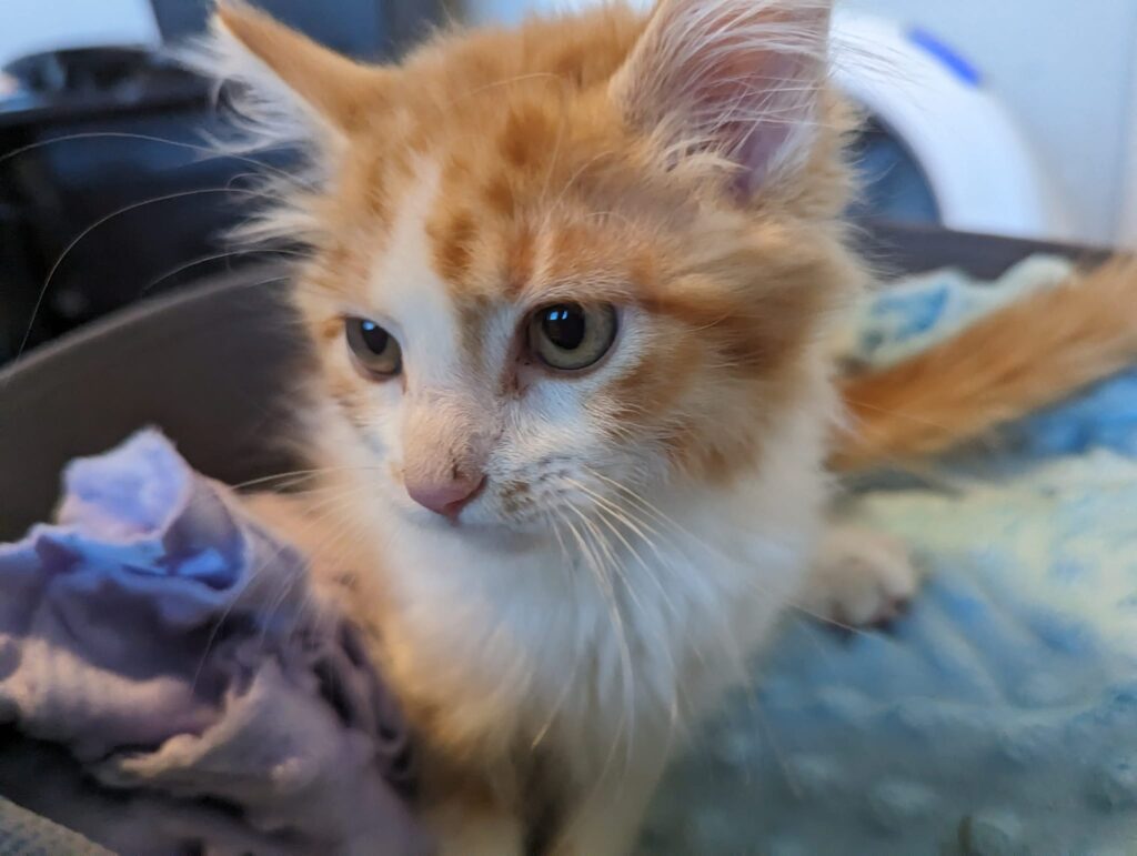 Fawn’s Cat Rescue and Lounge in Bountiful