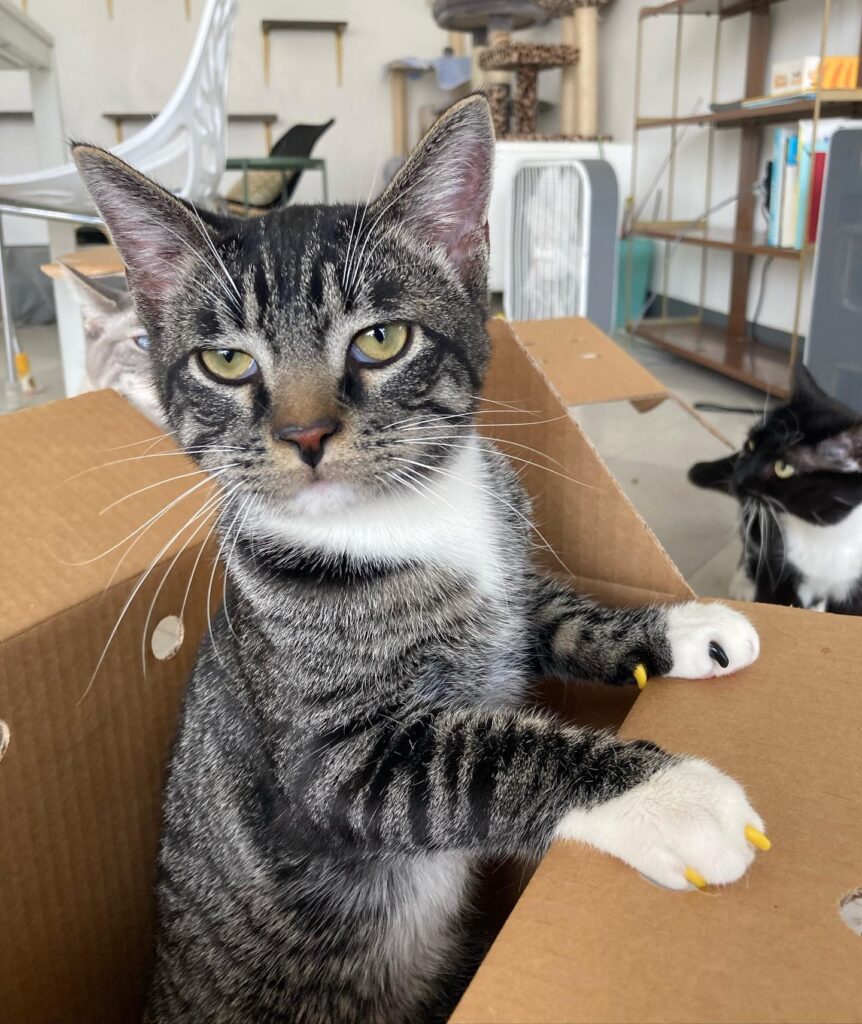 Tinker's Cat Cafe in Salt Lake City