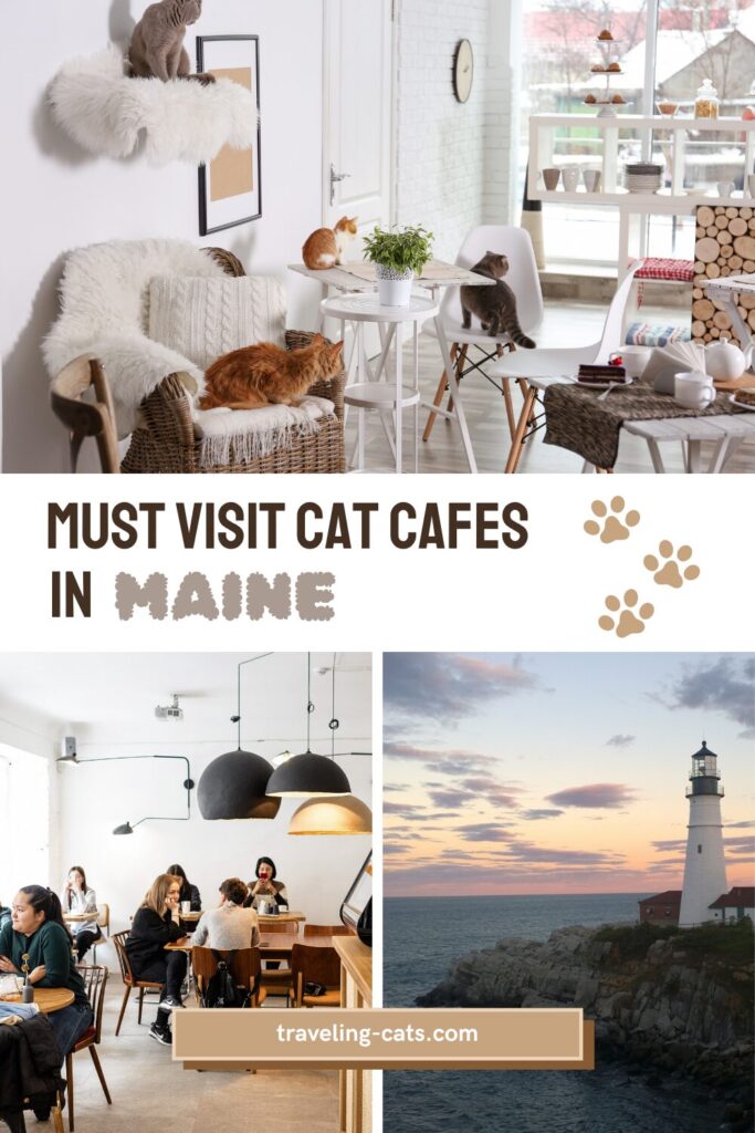 Westbrook cat cafe
