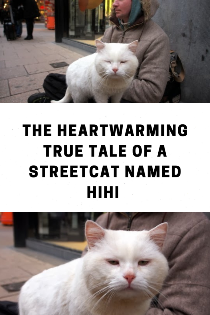 a stretcat named