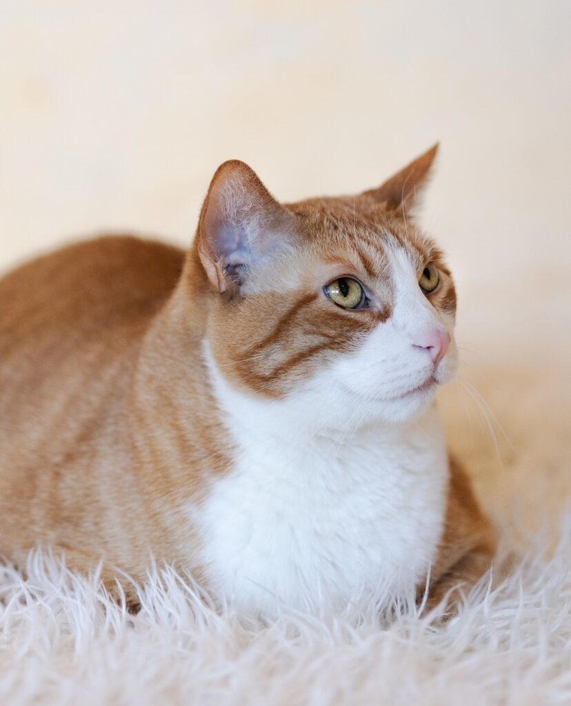 adorable ginger cat
