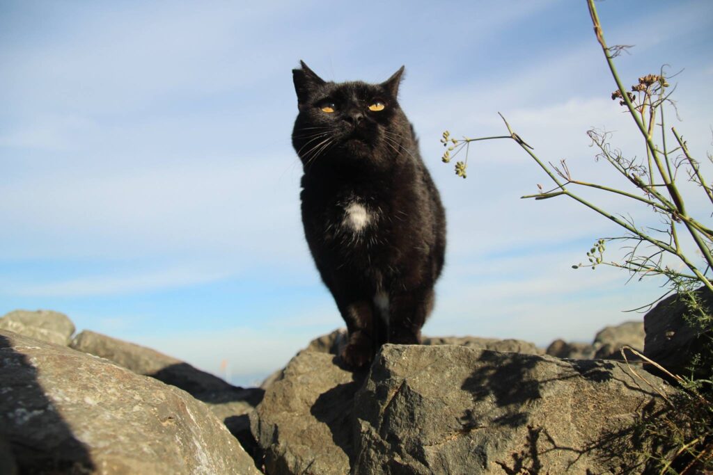 Bat the Bay Cat