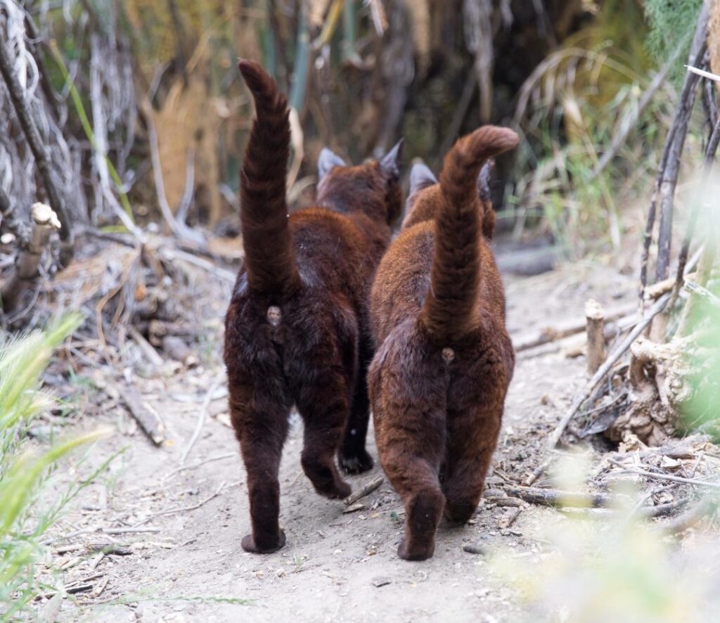black cat butts