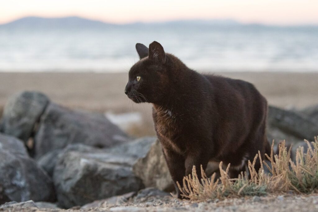 black cat on the beach in Foster City