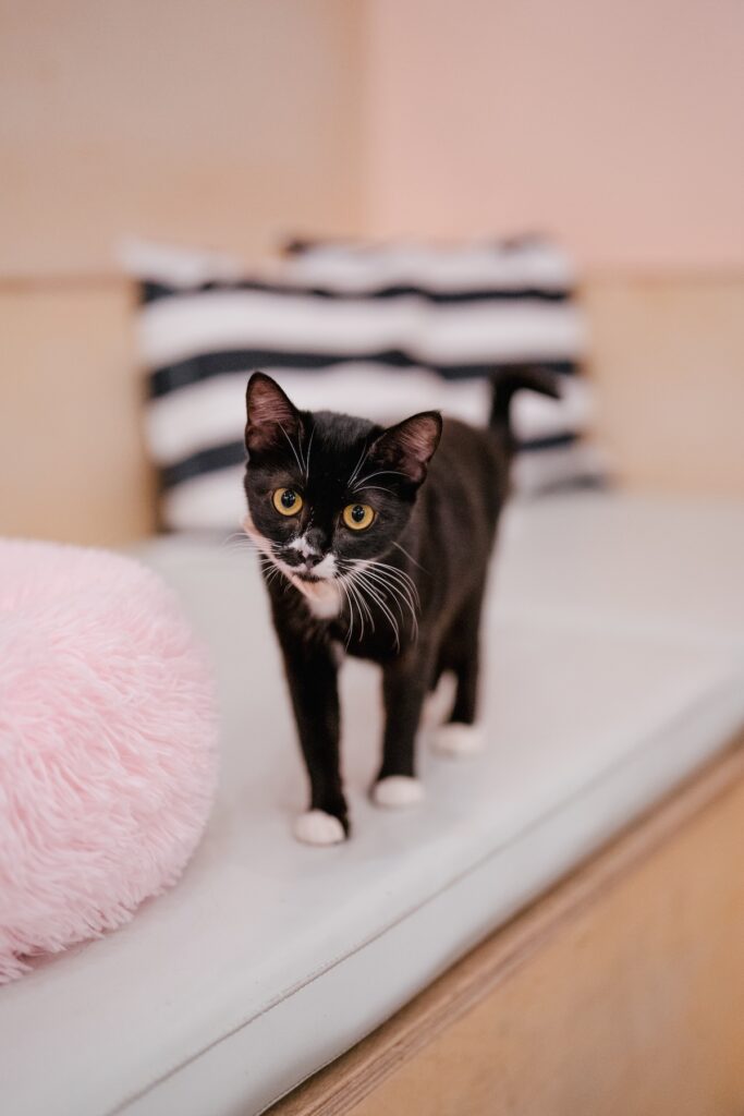 black kitten in cat cafe