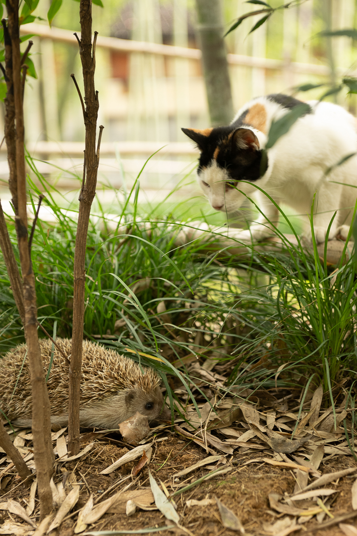 cat and hedgehog