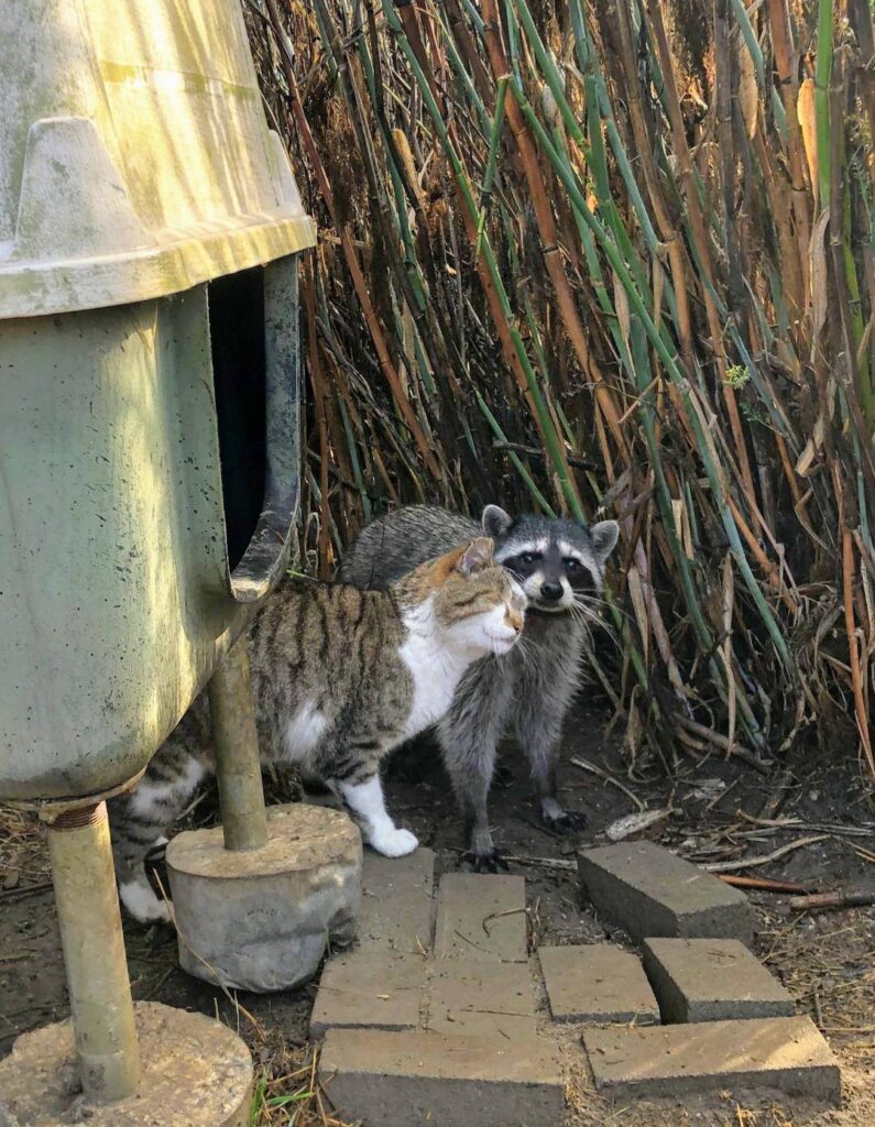 cat and raccoon in love