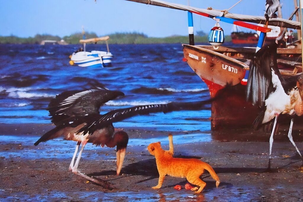 cat attacking a bird