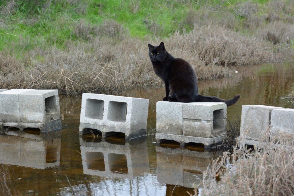 cat bridge