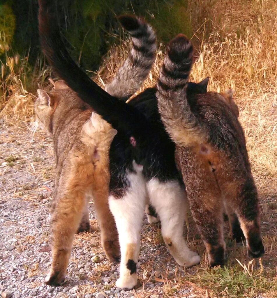cat butts