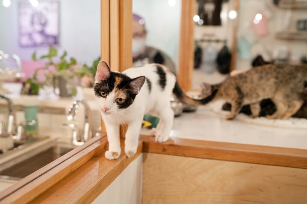 cat cafe Neko