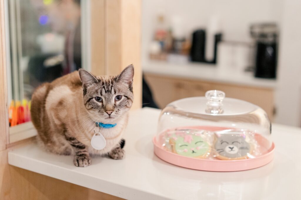 Neko cat cookies