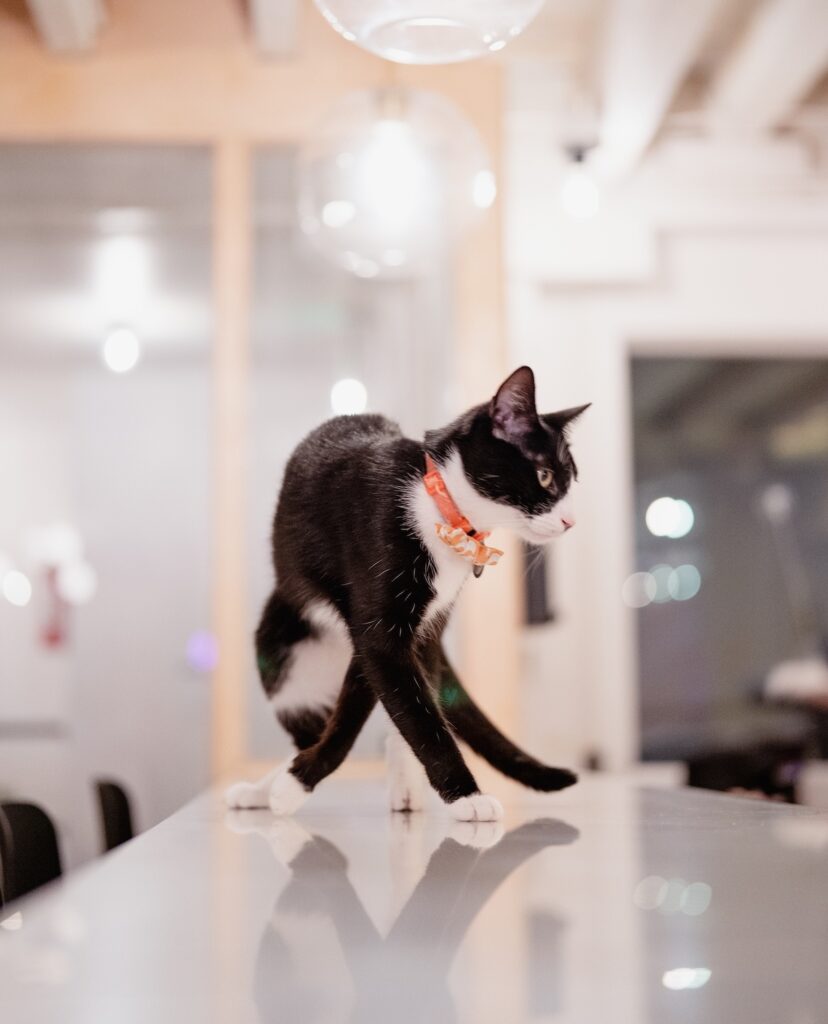 cat moves