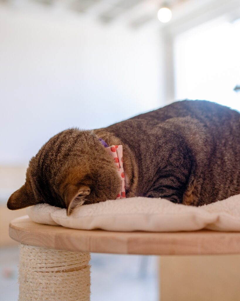 cat sleeping with head in cushion