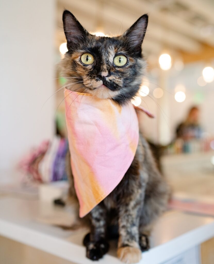 cat with pink bandana