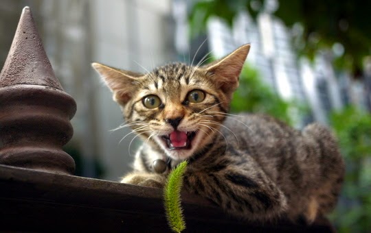 cat saying hello
