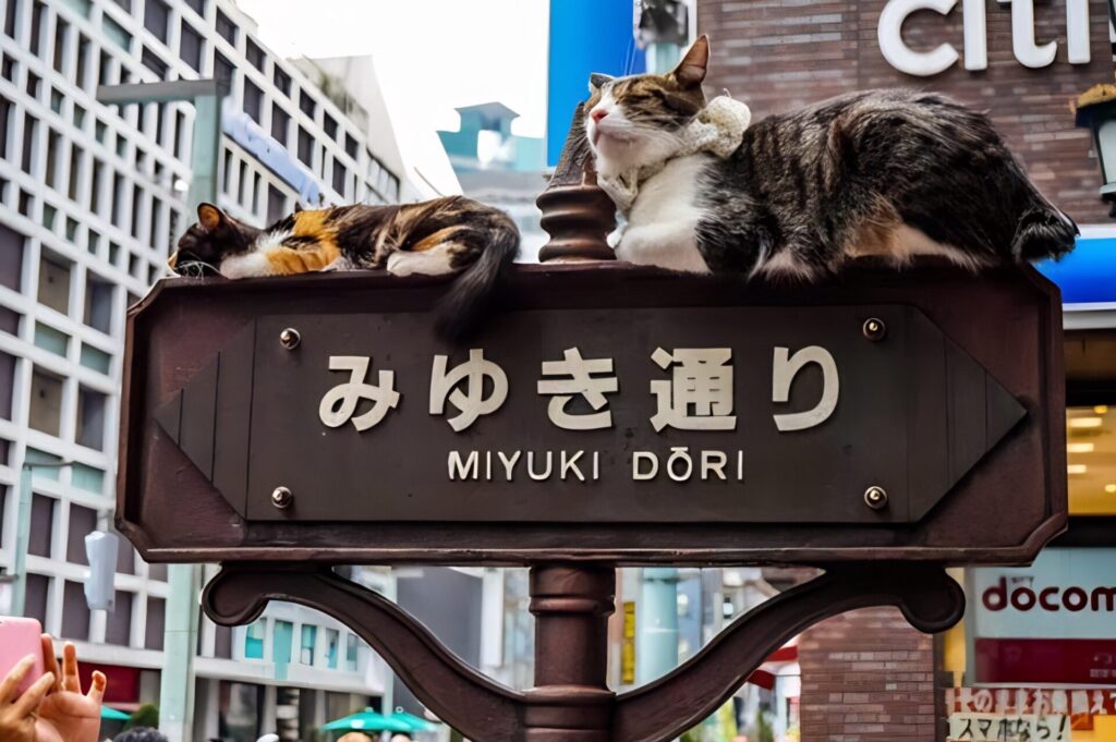 Ginza cats