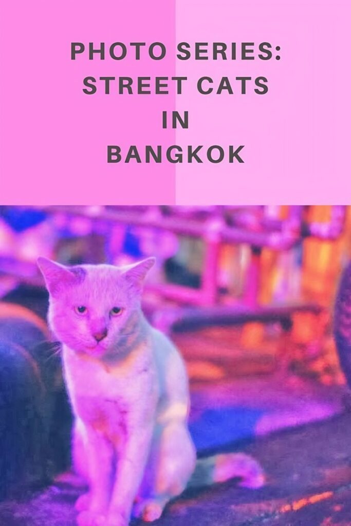 cats Thailand