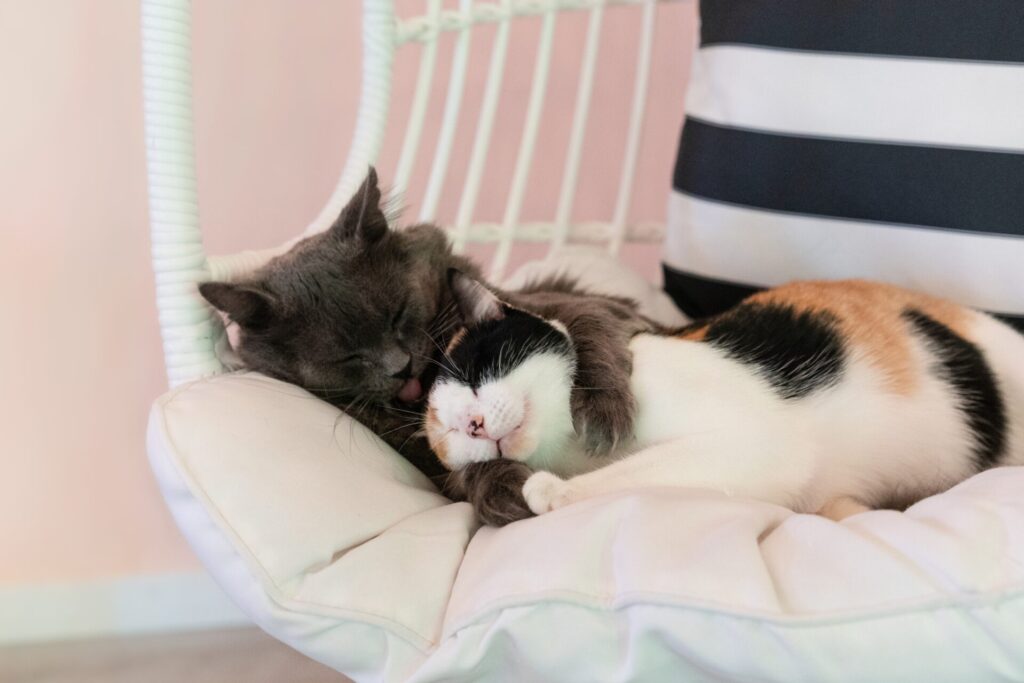 cats that love each other