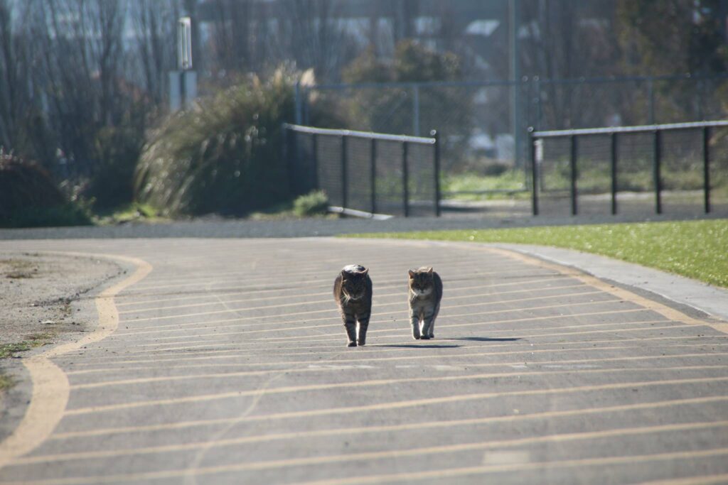 cats want breakfast