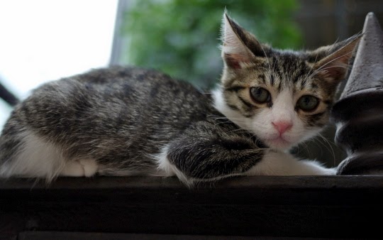 cats in ginza tokyo