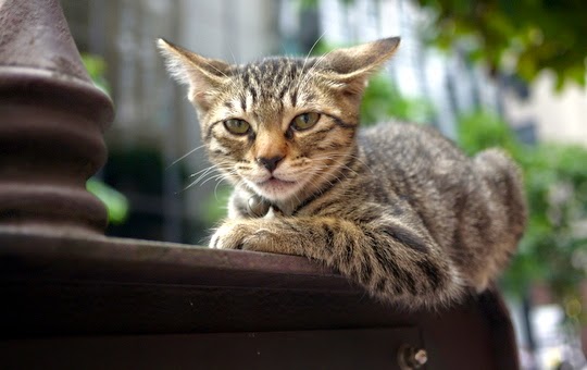 cats in japan