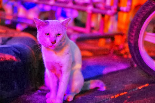 tough cat