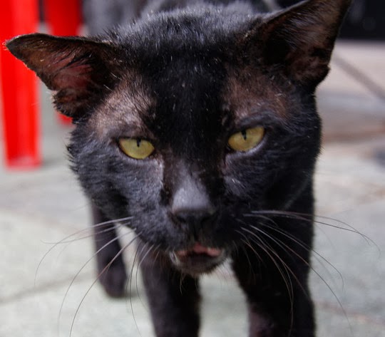 badass cat