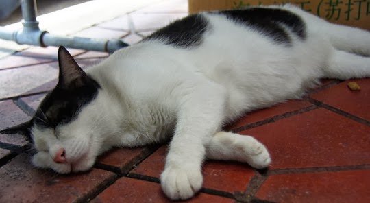stray cat of bangkok
