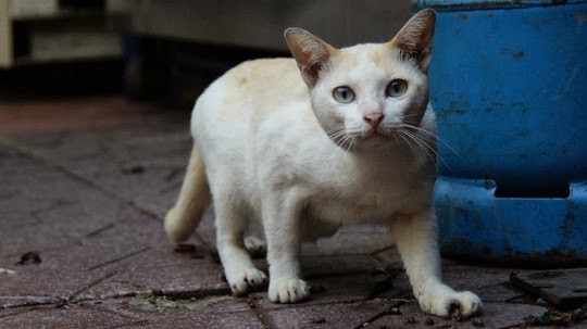 cat of bangkok